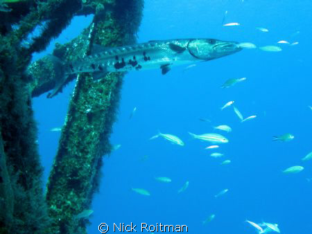 Barracuda on C-53, Cozumel, Mexico. by Nick Roitman 