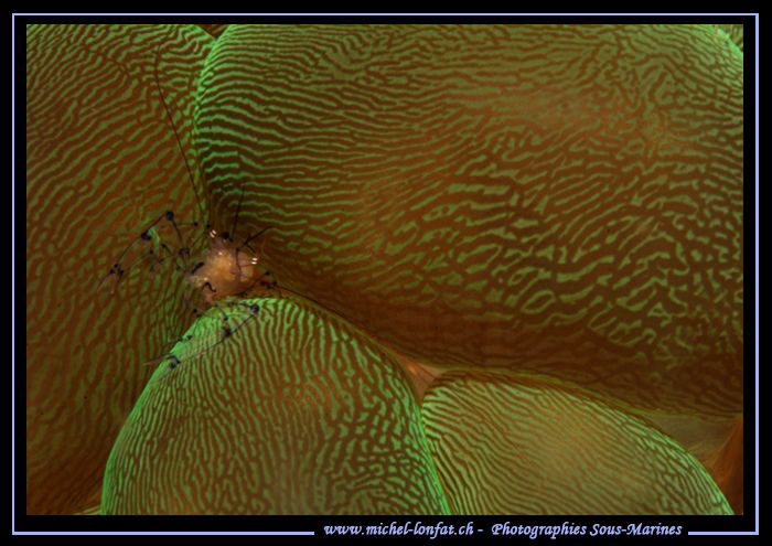 Little Symbiotic Shrimp in a Plerogyra sinuosa... Que du ... by Michel Lonfat 