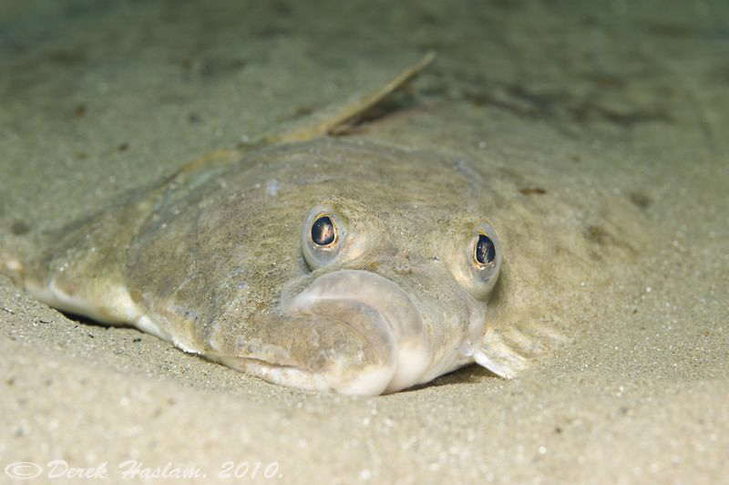 Plaice on sand. Criccieth beach. D3, 105mm. by Derek Haslam 