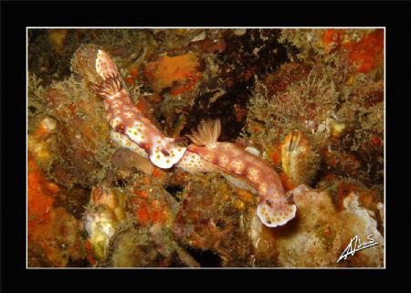 another nudi "speed chase"... by Adriano Trapani 
