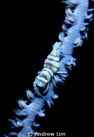 A small sea whip shrimp! really tiny, about an inch long ... by Andrew Lim 