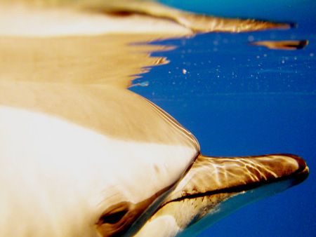 dolphin at the galapagos by Guja Tione 