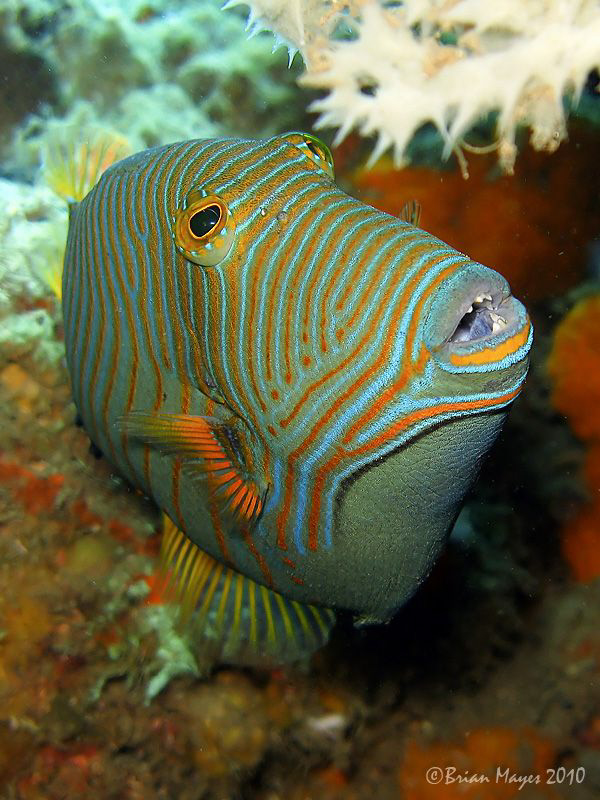 Orange-Lined Triggerfish (Balistapus undulatus) by Brian Mayes 