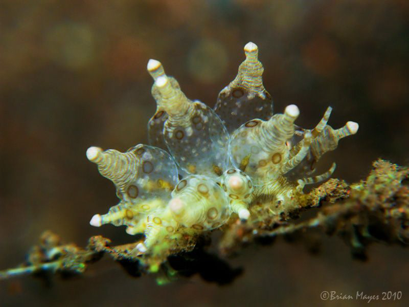 Eubranchus ocellatus by Brian Mayes 