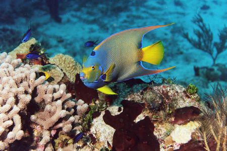 Queen Angelfish with juvenile Rock Beauty. Cozumel. by Jacques Miller 