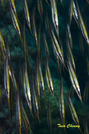 Razorfish @ Moalboal by Taco Cheung 