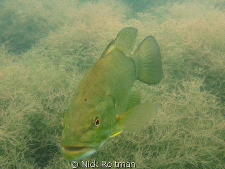 Picture taken at Kirkfield Quarry by Nick Roitman 