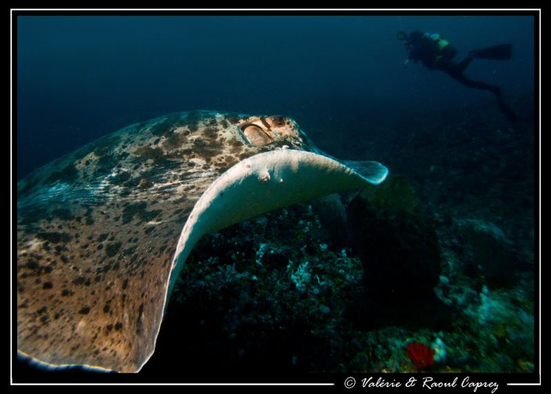 35 meters depth, a bad visibility and a strong current ..... by Raoul Caprez 