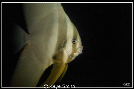 Curious Mr Bat Fish.
Taken at Racha Yai Wreck.
Canon G9 by Kaye Smith 