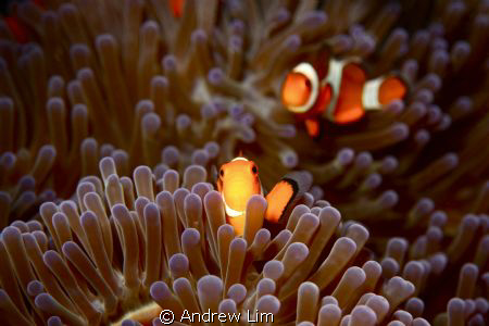 One of my favourite fish to shoot(: by Andrew Lim 
