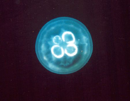 A moon Jellyfish 
taken in Maple Bay Vancouver Island, B... by Christine Hind 