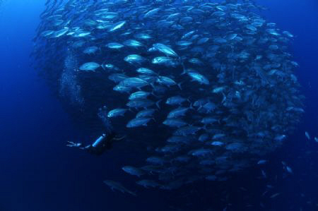 A diver is about to enter a huge school of Jacks. Taken i... by Steve De Neef 