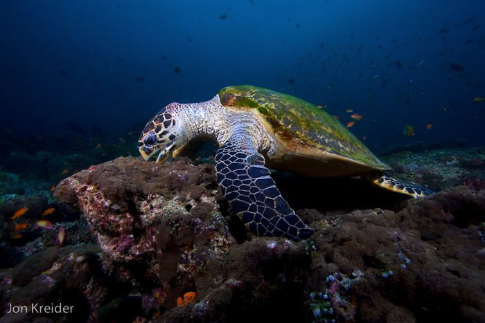 Hawksbill Turtle by Jon Kreider 