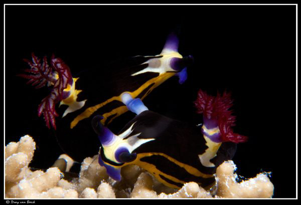 Nembrotha-megalocera mating... by Dray Van Beeck 
