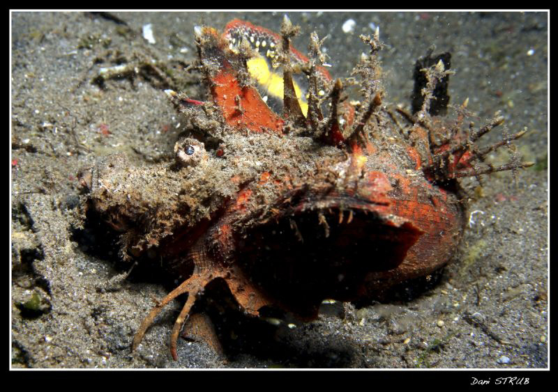 Devil scorpion fish ind Dauin :-D by Daniel Strub 