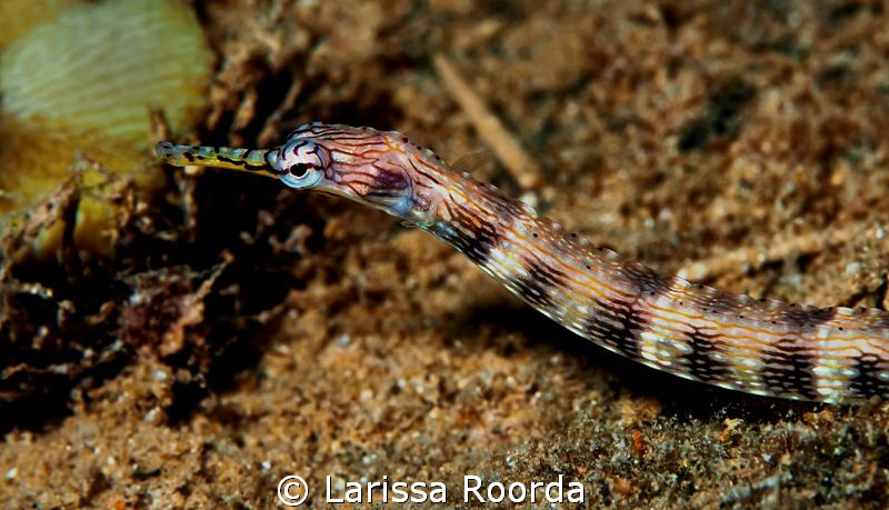 Pipefish by Larissa Roorda 