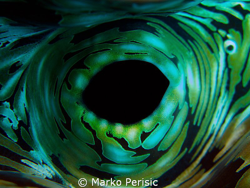 Fluted Giant Clam. Tridacna squamosa by Marko Perisic 