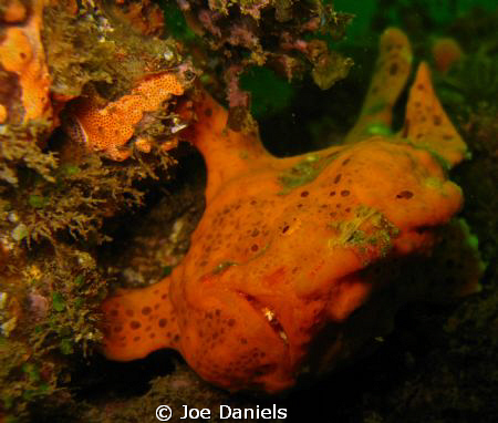 Frog Fish by Joe Daniels 