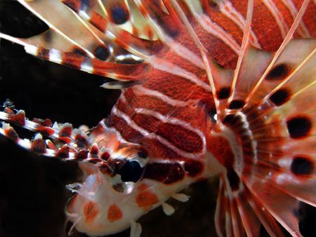 A close study of a Juvenile Lion Fish taken of Osprey Ree... by Nigel Witham 