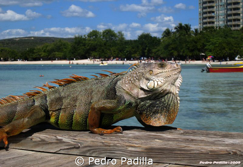 Iguana taking sun. by Pedro Padilla 