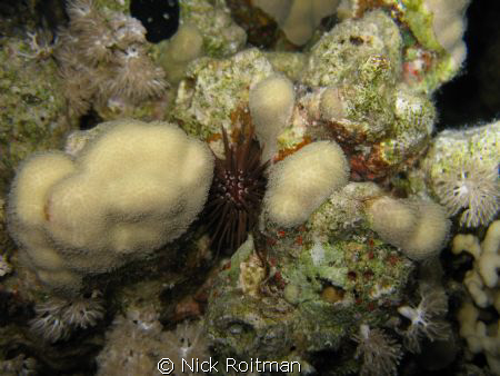 Sea Urchin at Ras Umm Sid at night by Nick Roitman 
