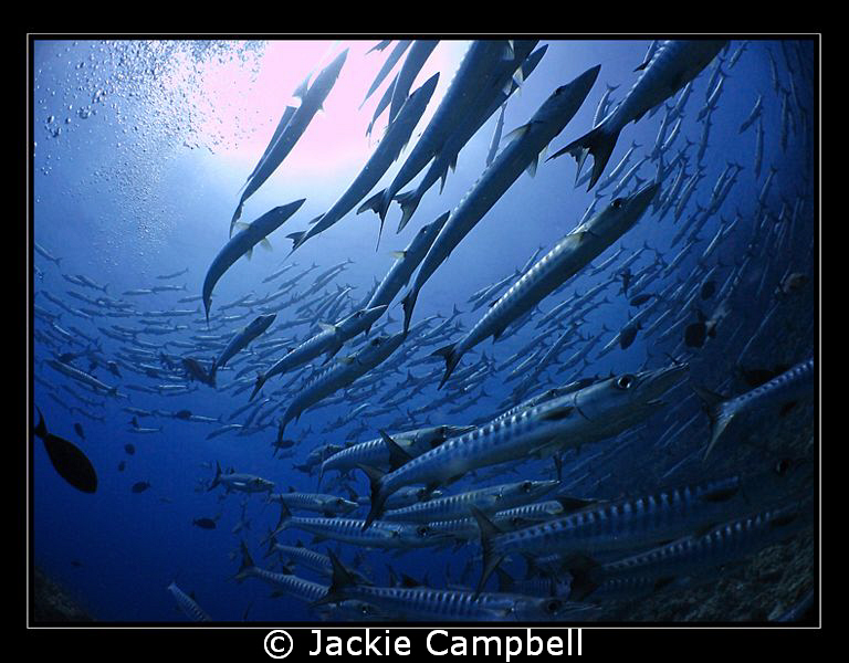 Barracuda, Barracuda, Barracuda.....spinning and dancing ... by Jackie Campbell 