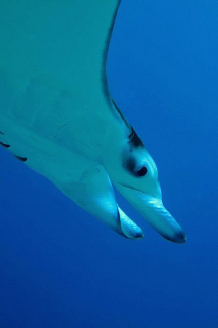 Maldives Manta by Paul Colley 