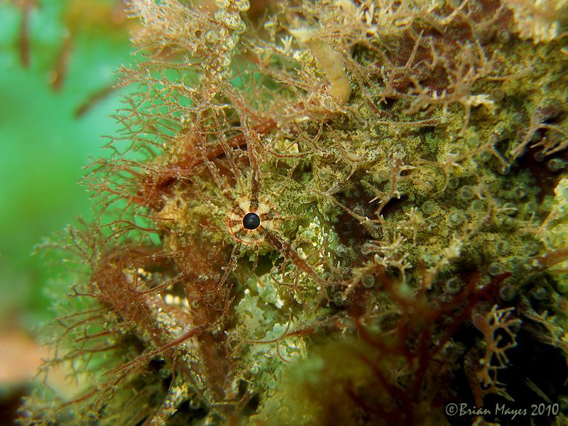 Tangler close-up, Tasselled Anglerfish (Rhycherus filamen... by Brian Mayes 