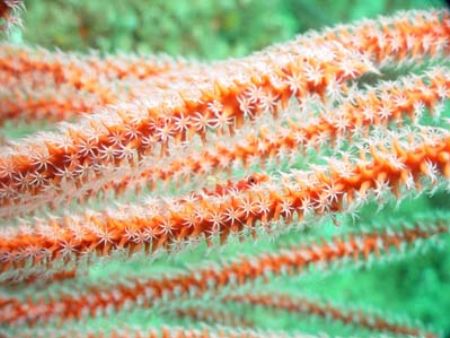 This close-up shot was taken in Lembeh with a Sony P9 cam... by Erika Antoniazzo 