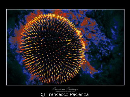 Seaurchin. Photo taken using a camera obscura technique e... by Francesco Pacienza 