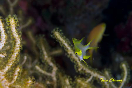 Damsel @ Moalboal by Taco Cheung 