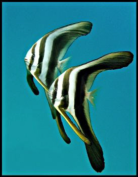 Juvenile Platax orbicularis prowling for jellyfish a few ... by Thomas Dinesen 