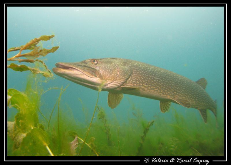 Pike in action by Raoul Caprez 