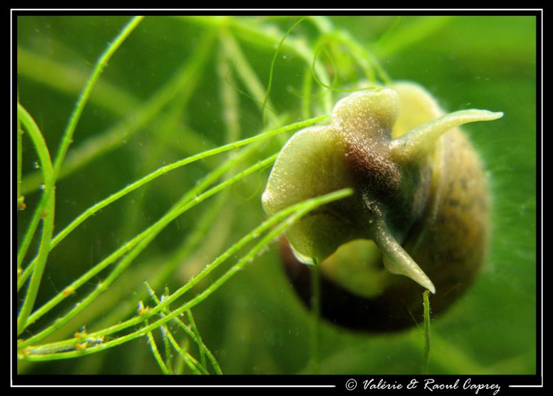 Snails are lovely too by Raoul Caprez 