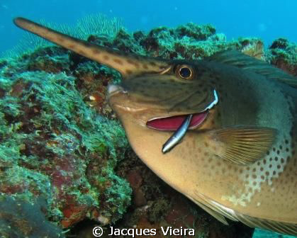 nothing like a early morrning clean . by Jacques Vieira 