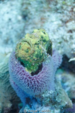 THis is my first Frog fish and I was not expecting it in ... by Edgar Cantillo 