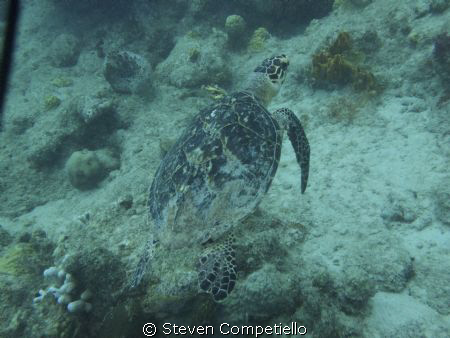 this is a endanger species of turtle. his name is tripod.... by Steven Competiello 