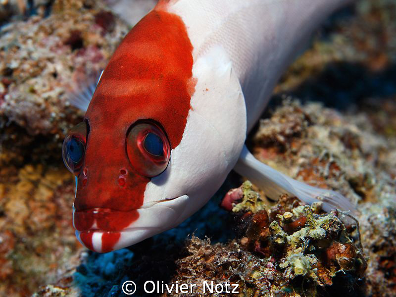 Blacktip grouper; when you approach them slowly, they are... by Olivier Notz 
