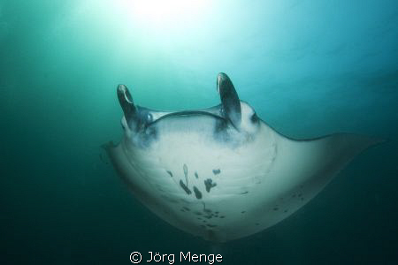 FREE by Jörg Menge 