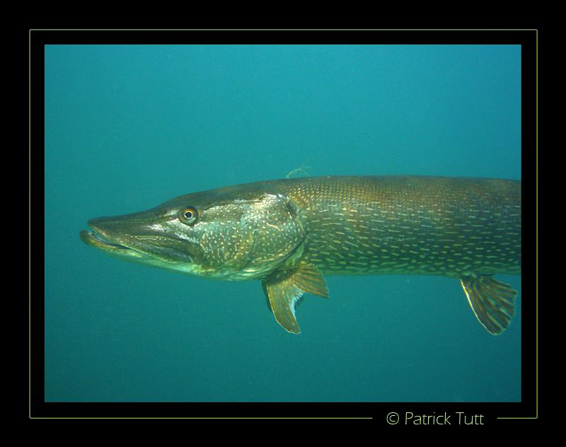 Pike passing by- Geneva lake - Lumix FX01 by Patrick Tutt 