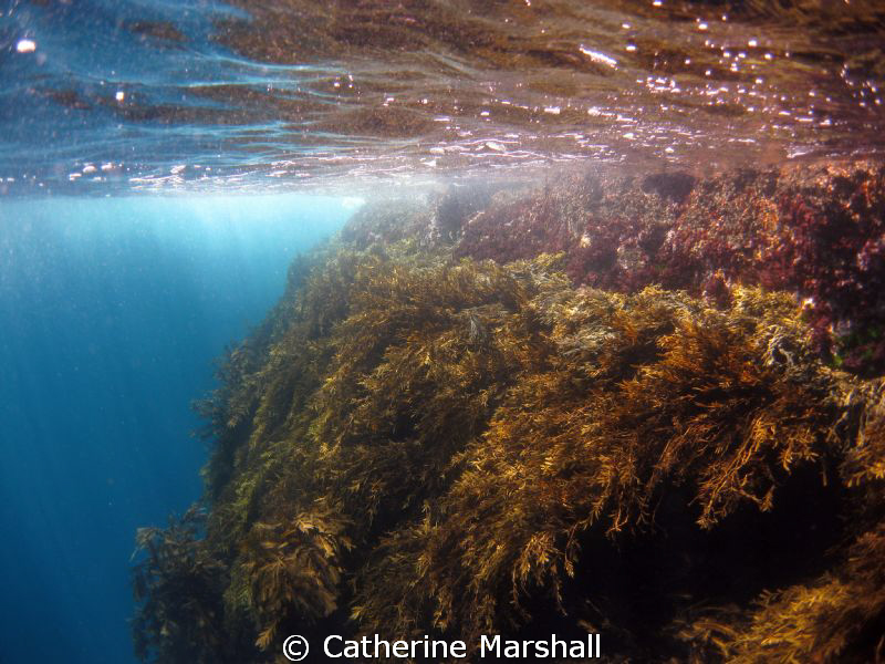 Poor Knights Islands, New Zealand. Taken while snorkellin... by Catherine Marshall 