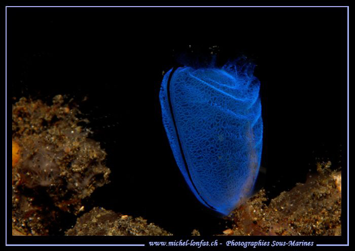 Une Claveline... Blue is Blue... Que du bonheur... :O)... by Michel Lonfat 