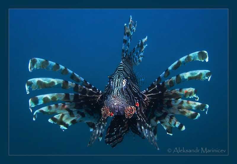 "Gypsy Queen"
Lionfish in the blue water. Canon 100 macr... by Aleksandr Marinicev 