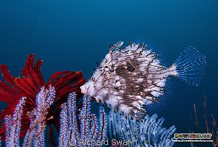 Close encounter with a Weedy Filefish... TARP Kota Kinaba... by Richard Swann 