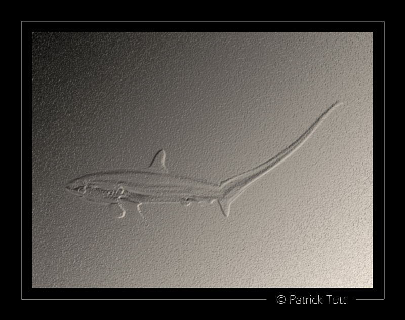 Paleolithic engraving  - Lumix FX01 by Patrick Tutt 
