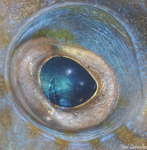 Trigger fish eye reflects the photographer flashes light.... by José Carvalho 