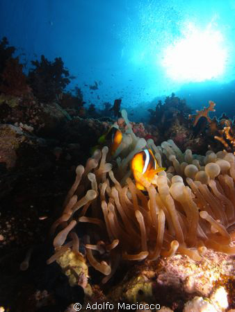 Anemones Fish @ Shark Reef by Adolfo Maciocco 