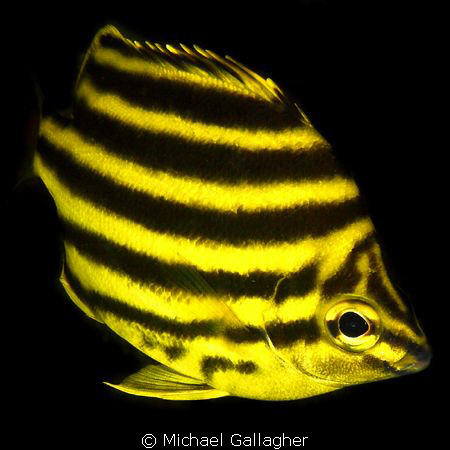 Stripey in midwater - another Byron Bay local, Australia by Michael Gallagher 