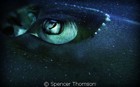 Guitar shark / Shovel Nosed Ray that either was very frie... by Spencer Thomson 