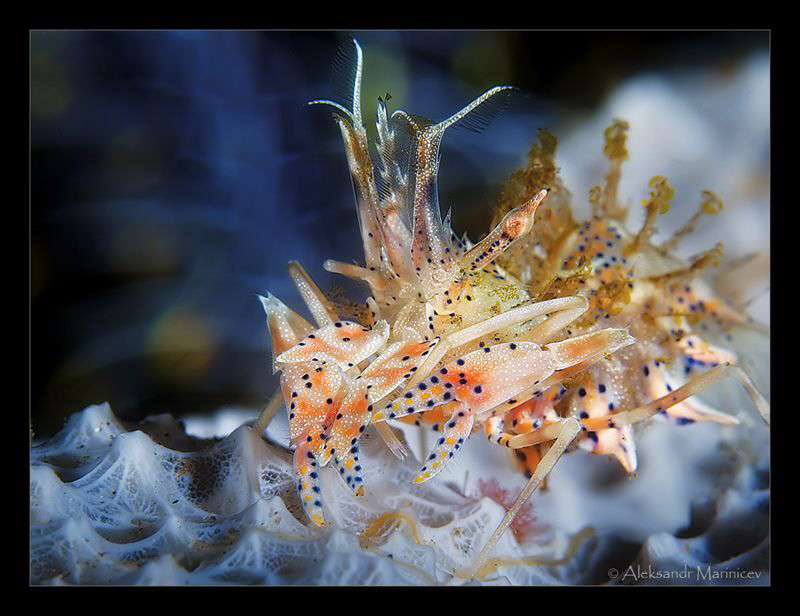 Tiger Shrimp (Phyllognathia Ceratophtalmus) by Aleksandr Marinicev 